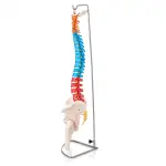 Didactic Human Spine Model for Regional Anatomy Education