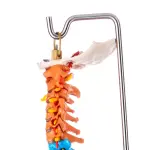 Didactic Human Spine Model for Regional Anatomy Education