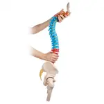 Didactic Human Spine Model for Regional Anatomy Education