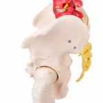 Didactic Human Spine Model for Regional Anatomy Education