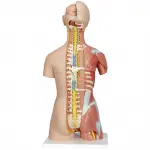 Deluxe Dual Gender Muscle Torso, 31-part