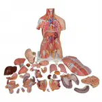Deluxe Dual Gender Muscle Torso, 31-part
