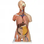 Deluxe Dual Gender Muscle Torso, 31-part
