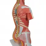 Deluxe Dual Gender Muscle Torso, 31-part