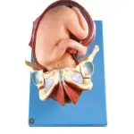 Demonstration Model of Childbirth