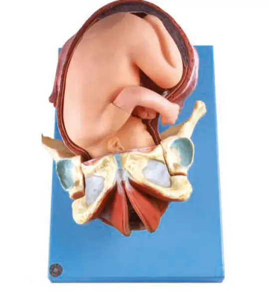 Demonstration Model of Childbirth
