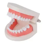 Dental Teeth Model (Premium Typodont Denture Model)