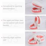 Dental Teeth Model (Premium Typodont Denture Model)