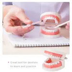 Dental Teeth Model (Premium Typodont Denture Model)