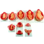 Development Process For Fetus Anatomical Model