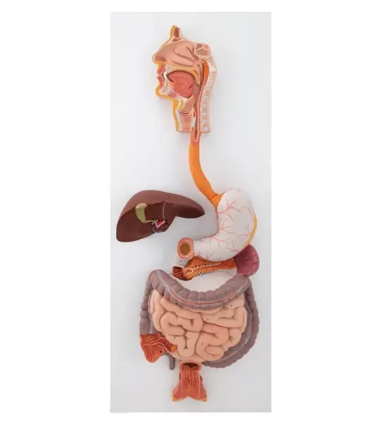 Digestive System Model