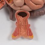 Digestive System Model
