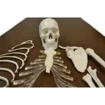 Disarticulated Human Skeleton Model