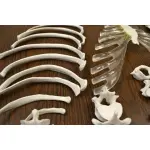 Disarticulated Human Skeleton Model