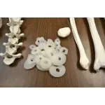 Disarticulated Human Skeleton Model