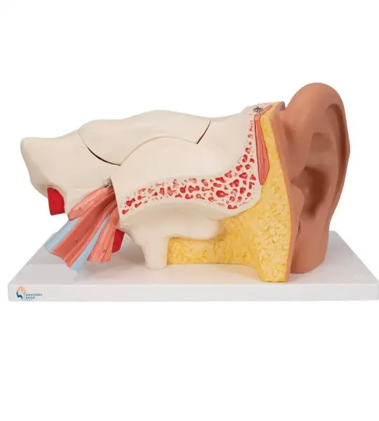 Ear Model (5 Times Enlarged) Dissectible Into 4 Parts