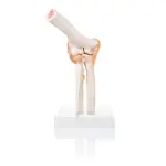 Elbow Joint Model With Ligaments Life Size Anatomical Model - Anatomy Shop