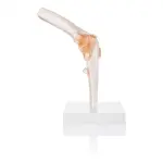 Elbow Joint Model With Ligaments Life Size Anatomical Model - Anatomy Shop