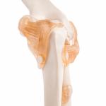 Elbow Joint Model With Ligaments Life Size Anatomical Model - Anatomy Shop