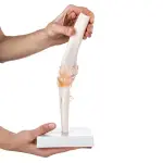 Elbow Joint Model With Ligaments Life Size Anatomical Model - Anatomy Shop