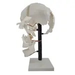Exploded Human Skull Model