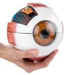 Human Eye Model (6 Times Enlarged) With 7 Dissectible Parts