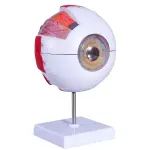 Eye Model, 5 times full-size, 6 part | Medical-Grade Teaching Models