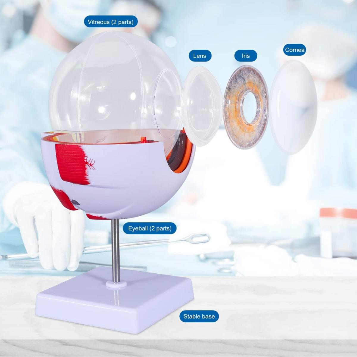 Medical Eye Model Eye Model, 5 times full-size, 6 part | Medical-Grade Teaching Models