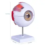 Eye Model, 5 times full-size, 6 part | Medical-Grade Teaching Models