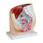 Female Pelvis Section Anatomical Model