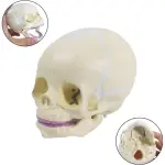Fetal Skull Model With Precise Anatomical Details