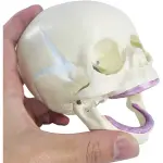 Fetal Skull Model With Precise Anatomical Details