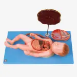 Fetus With Viscus & Placenta Anatomical Model
