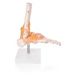 Foot Joint Model With Muscles And Ligaments