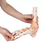 Foot Joint Model With Muscles And Ligaments