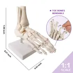 Foot Joint Model Life Size For Anatomical Studies