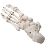 Foot Joint Model Life Size For Anatomical Studies