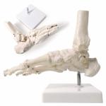 Foot Joint Model Life Size For Anatomical Studies