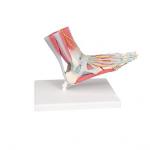 Foot Skeleton, Ligaments and Muscles