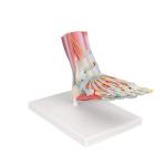 Foot Skeleton, Ligaments and Muscles