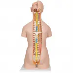 Genderless Torso with Opened Back, 18-part