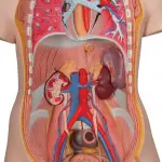 Genderless Torso with Opened Back, 18-part