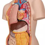 Genderless Torso with Opened Back, 18-part
