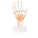 Hand Joint Model Premium Quality With Ligaments