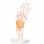 Hand Joint Model Premium Quality With Ligaments