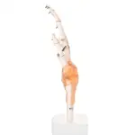 Hand Joint Model Premium Quality With Ligaments