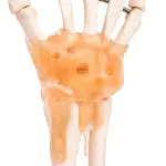 Hand Joint Model Premium Quality With Ligaments