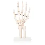 Hand Joint Model For Anatomical Studies