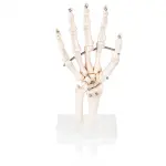Hand Joint Model For Anatomical Studies