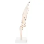 Hand Joint Model For Anatomical Studies
